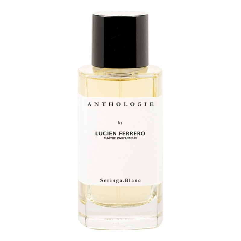 Seringa Blanc